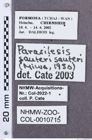 Etikette zu Silesis sauteri (NHMW-ZOO-COL-0010715)